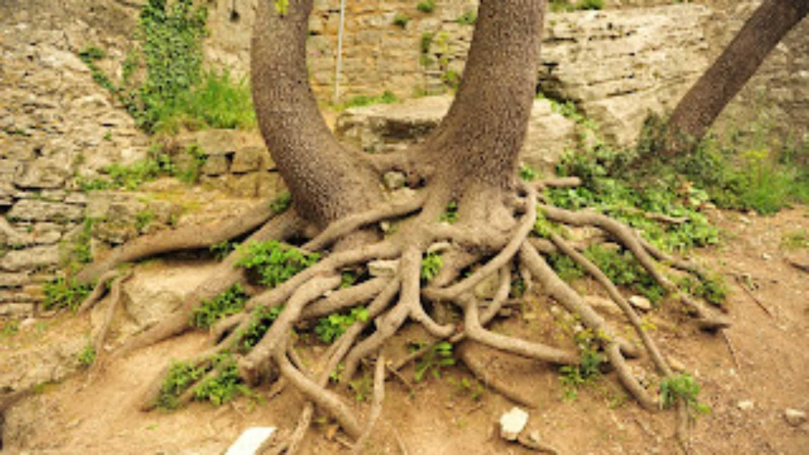 Radici di un albero intrecciate