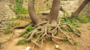 Radici di un albero intrecciate