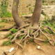 Radici di un albero intrecciate