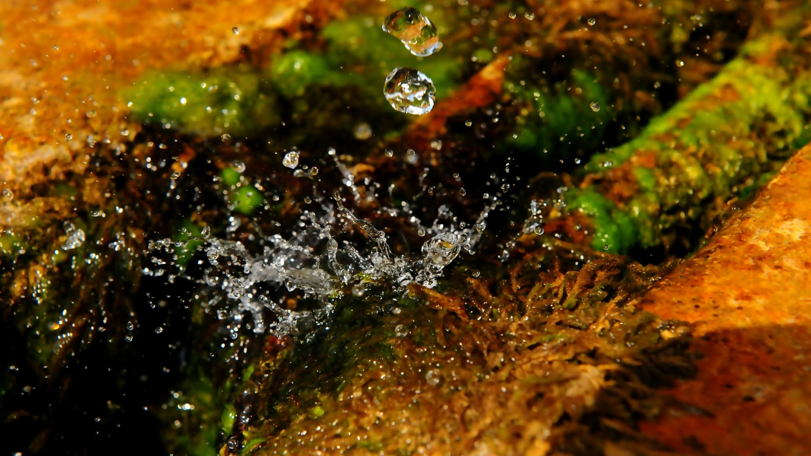 Una foto di una macro di una goccia con il muschio