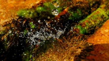 Una foto di una macro di una goccia con il muschio