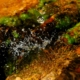 Una foto di una macro di una goccia con il muschio