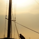 Un uccello al tramonto appoggiato su una barca in riva al porto