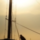 Un uccello al tramonto appoggiato su una barca in riva al porto