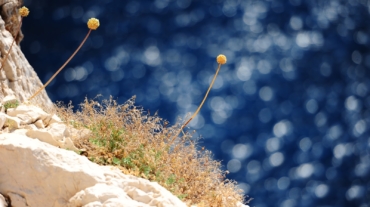 Dei fiori di cipolla secchi su una scogliera sul mare