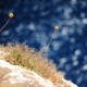 Dei fiori di cipolla secchi su una scogliera sul mare