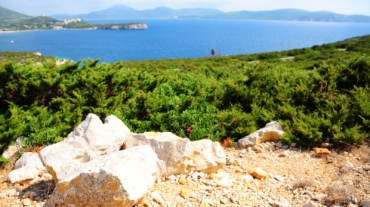 Una scogliera su un mare blu con in primo piano roccia e piante