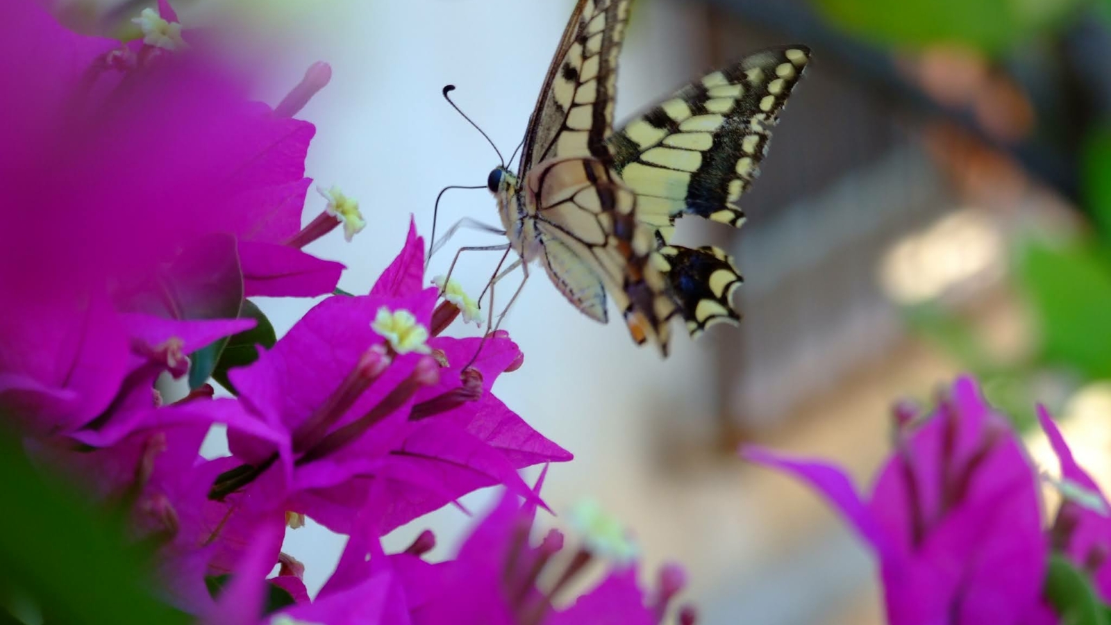 Una farfalla appoggiata su un fiore viola