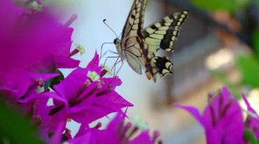 Una farfalla appoggiata su un fiore viola
