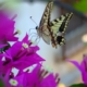 Una farfalla appoggiata su un fiore viola