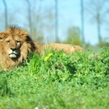 Un leone che ti guarda dritto negli occhi