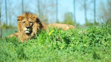 Un leone che ti guarda dritto negli occhi