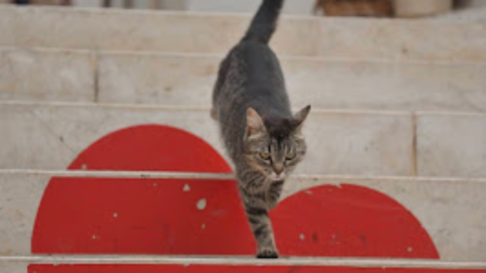 Un gatto che scende le scale