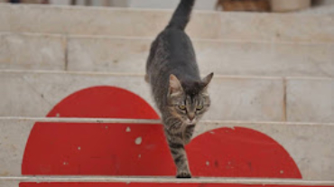Un gatto che scende le scale