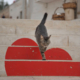 Un gatto che scende le scale